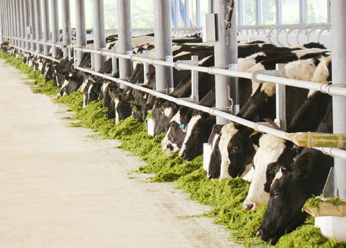 Trang trại b&ograve; của Vinamilk