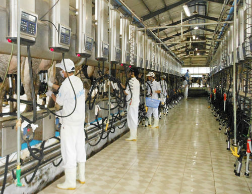 Vắt sữa b&ograve; trong trang trại của Vinamilk