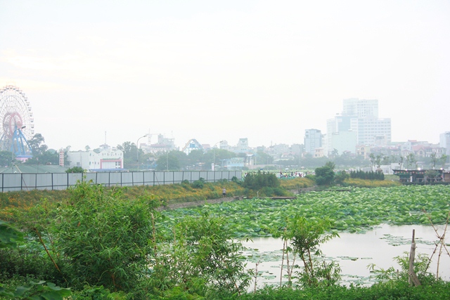 Những đầm sen xung quanh hồ Tây được sử dụng để kinh doanh, muốn ngắm sen, chụp ảnh phải trả tiền 