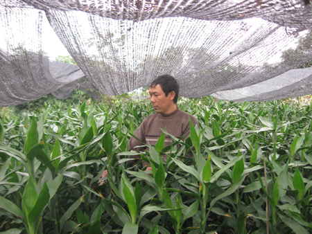 Kỹ thuật trồng v&agrave; chăm s&oacute;c c&acirc;y ph&aacute;t lộc