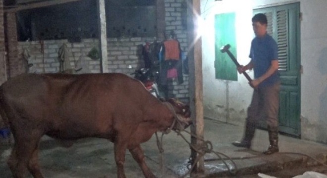D&ugrave;ng b&uacute;a đập chết b&ograve;