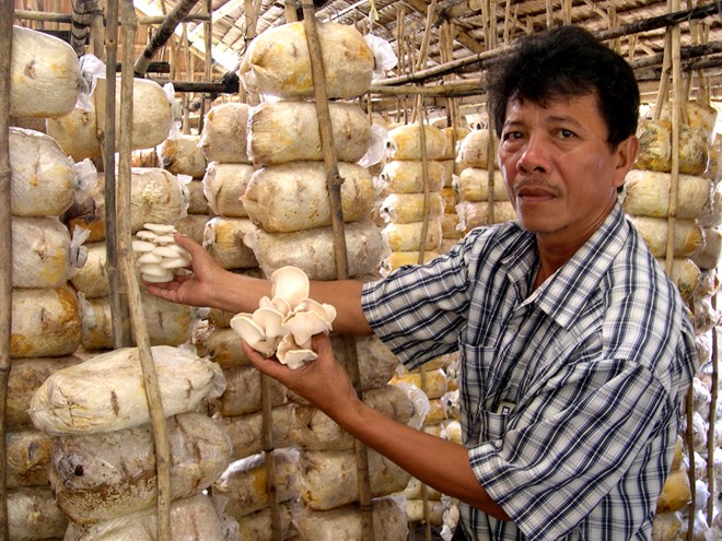 Kỹ thuật trồng nấm b&agrave;o ngư, linh chi từ mạt cưa