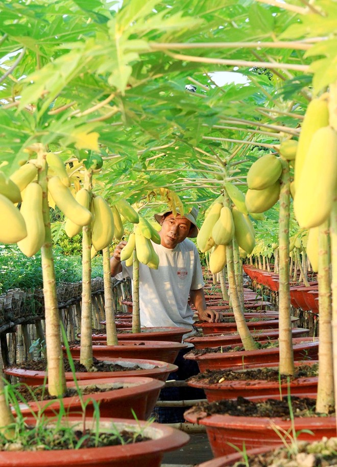 Kỹ thuật trồng c&acirc;y v&agrave; uốn v&iacute;t c&acirc;y