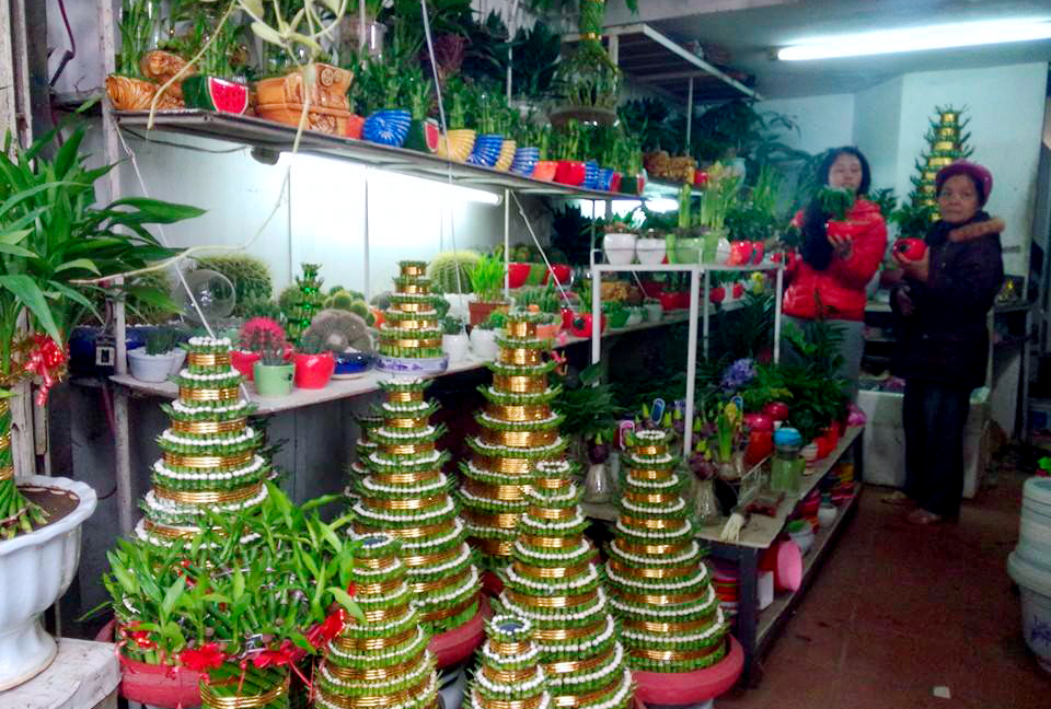 Ngo&agrave;i như c&acirc;y chơi tết Nguy&ecirc;n đ&aacute;n truyền thống th&igrave; c&acirc;y Phất Lộc cũng được nhiều người chọn chơi trong dịp tết