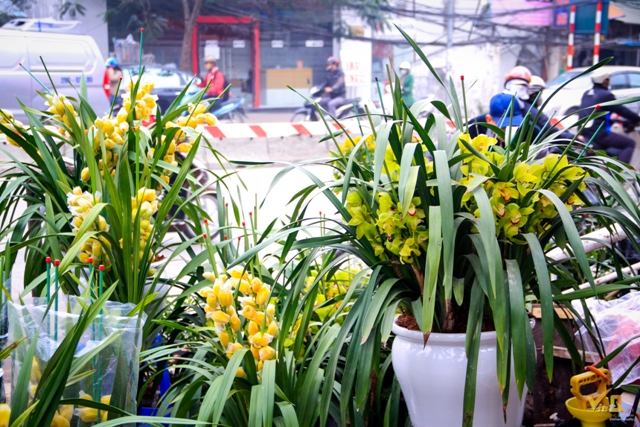 Còn các chậu hoa Địa Lan giá từ 400.000 - 2.000.000/chậu