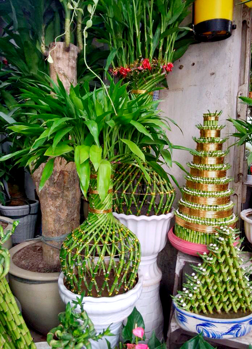 Gi&aacute; c&acirc;y Phất Lộc trong dịp tết Nguy&ecirc;n đ&aacute;n năm năm giao động từ 200 ngh&igrave;n đến 3 triệu/c&acirc;y t&ugrave;y loại