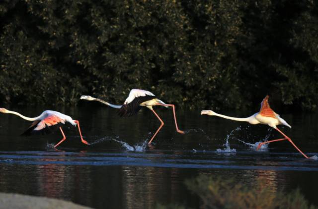 Chim hồng hạc màu hồng bay tại Ras Al Khor Wildlife Sanctuary ở vùng ngoại ô của Dubai tại United Arab Emirates.