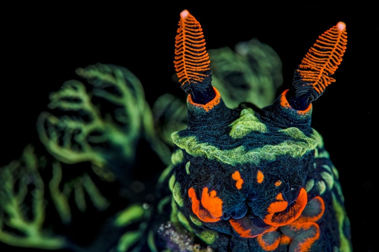 Lo&agrave;i Nudibranch với lớp vỏ ngo&agrave;i m&agrave;u neon