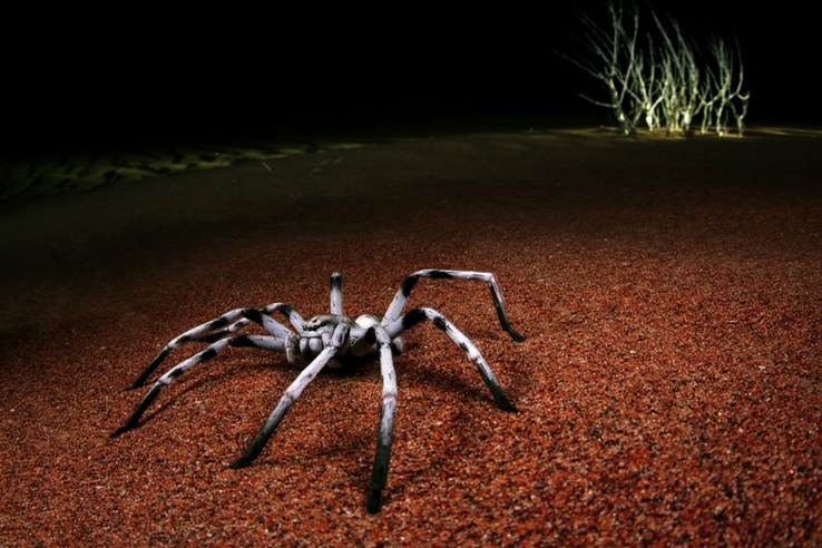 Bức ảnh thi&ecirc;n nhi&ecirc;n ghi lại lo&agrave;i Huntsman spider đang ở tư thế chuẩn bị tấn c&ocirc;ng