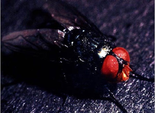 Ruồi ăn thịt Cochliomyia hominivorax l&agrave; một trong những ấu tr&ugrave;ng ăn thịt