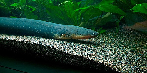 Con mồi sẽ bị v&ocirc; hiệu h&oacute;a với c&aacute;c xung điện m&agrave; lươn điện ph&aacute;t ra