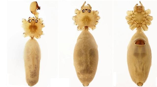  Lo&agrave;i nhện Pholcus caecus sp.nov.