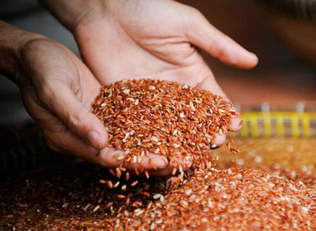 Kh&ocirc;ng n&ecirc;n lạm dụng gạo lứt