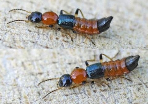 Chuyên gia lưu ý không nên dùng tay không tiếp xúc, đập, quệt kiến ba khoang để tránh bị viêm da, bỏng da,…
