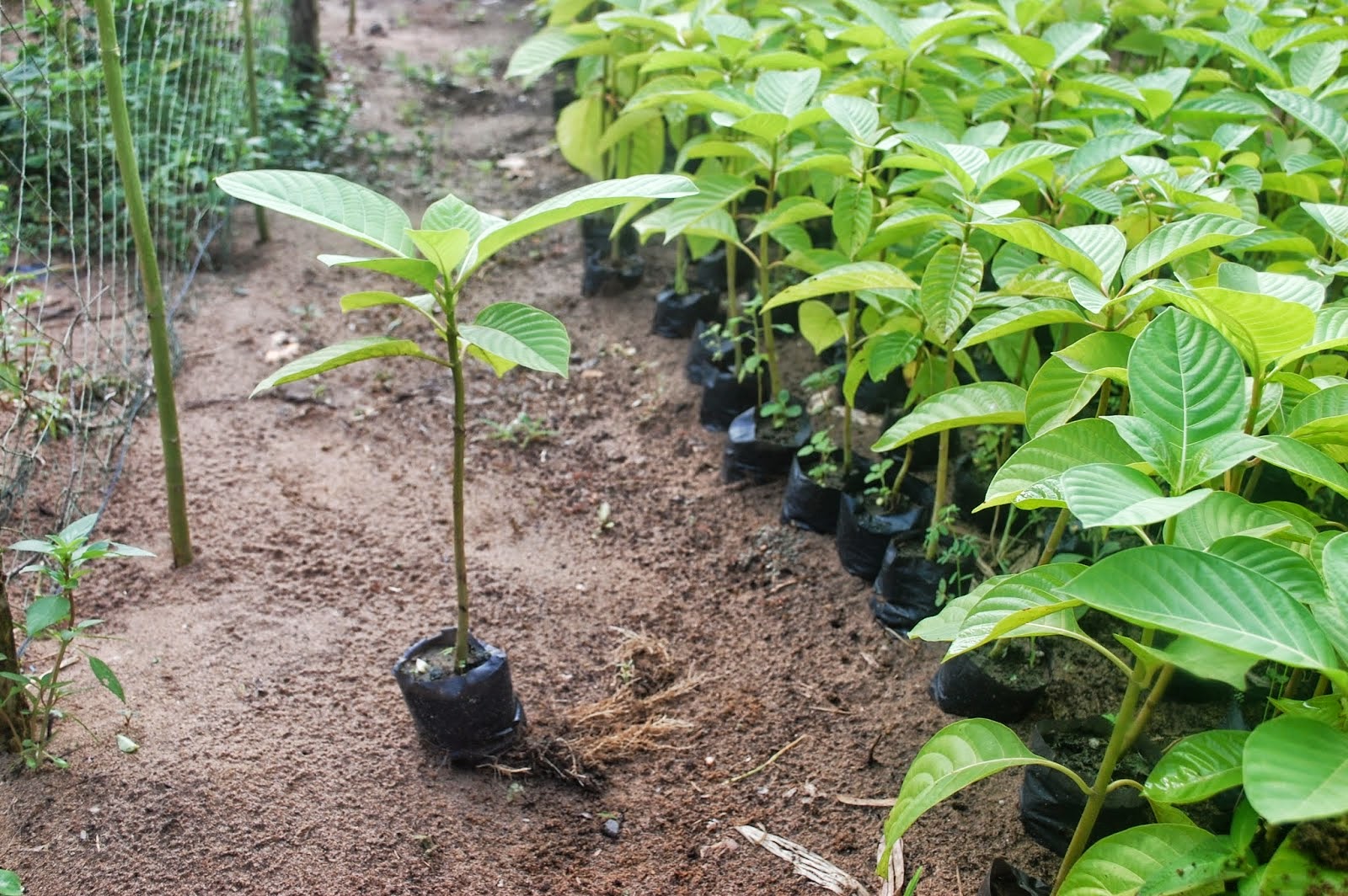 Giống c&acirc;y trồng mới l&agrave; một dạng t&agrave;i sản tr&iacute; tuệ được bảo hộ theo Luật Sở hữu tr&iacute; tuệ Việt Nam