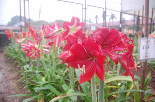 Đăng k&yacute; bảo hộ t&agrave;i sản tr&iacute; tuệ đối với giống c&acirc;y trồng do Bộ N&ocirc;ng nghiệp v&agrave; ph&aacute;t triển n&ocirc;ng th&ocirc;n trực tiếp quản l&yacute;