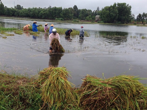 Tại Quảng Nam đ&ecirc;m qua v&agrave; s&aacute;ng nay c&oacute; mưa rất lớn, nhiều nơi ngập s&acirc;u trong nước, ruộng l&uacute;a, hoa m&agrave;u ch&igrave;m ngập trong nước. N&ocirc;ng d&acirc;n b&igrave; b&otilde;m gặt l&uacute;a trước khi b&atilde;o về. Ảnh D&acirc;n Việt