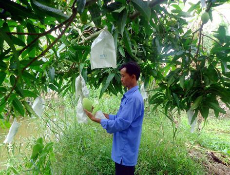 Bao quả xo&agrave;i chỉ c&oacute; &yacute; nghĩa Sòng Bài Trực Tuyến 13Win.com nếu trọng lượng quả được bao >200g