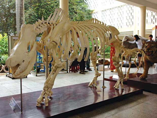 Thủ tướng đồng &yacute; x&acirc;y Bảo t&agrave;ng Thi&ecirc;n nhi&ecirc;n tại huyện Quốc Oai - H&agrave; Nội