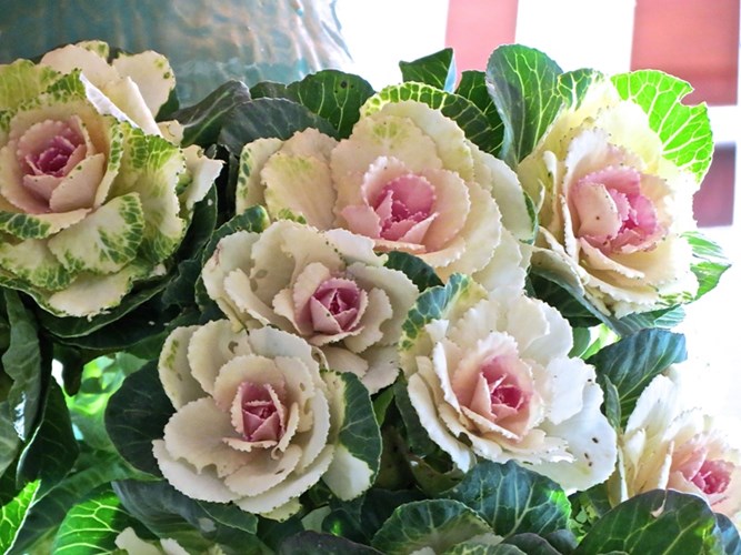 Rau rất được ưa chuộng để l&agrave;m đẹp vườn nh&agrave;