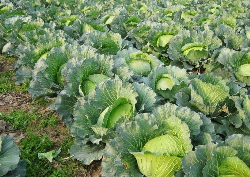 Trồng nhiều bắp cải