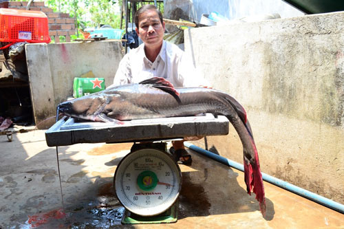Con c&aacute; lăng đu&ocirc;i đỏ khổng lồ do ngư d&acirc;n Đắk Lắk bắt được nặng gần 30 kg, d&agrave;i hơn 1m