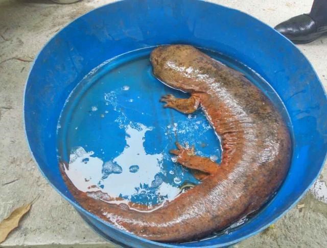 Con kỳ nh&ocirc;ng khổng lồ n&agrave;y bắt được ở s&ocirc;ng B&iacute;ch Nam, Trung Quốc