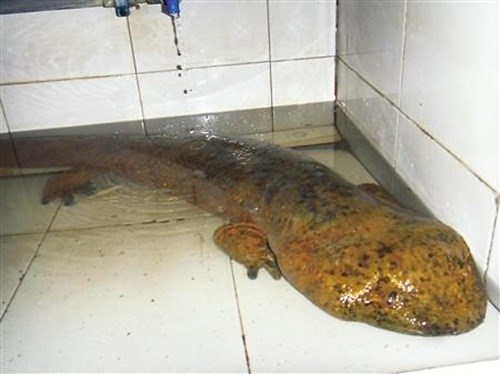 N&oacute; d&agrave;i 1m, nặng 7,1kg v&agrave; &iacute;t nhất l&agrave; 10 tuổi