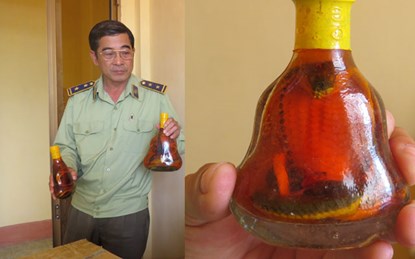 H&agrave;ng loạt chai rượu thuốc giả cũng được b&agrave;y b&aacute;n tr&ecirc;n thị trường