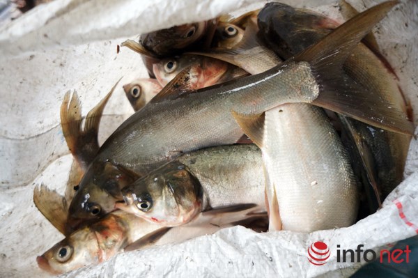 Cá chủ yếu là loại cá mè, khoảng trên dưới 1kg/con, do chưa ra đến sông nên cá vẫn còn sạch.