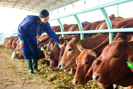 Tỷ ph&uacute; n&ocirc;ng d&acirc;n bầu Đức cho rằng đầu tư v&agrave;o chăn nu&ocirc;i kỹ thuật cao sẽ kh&ocirc;ng bao giờ lỗ