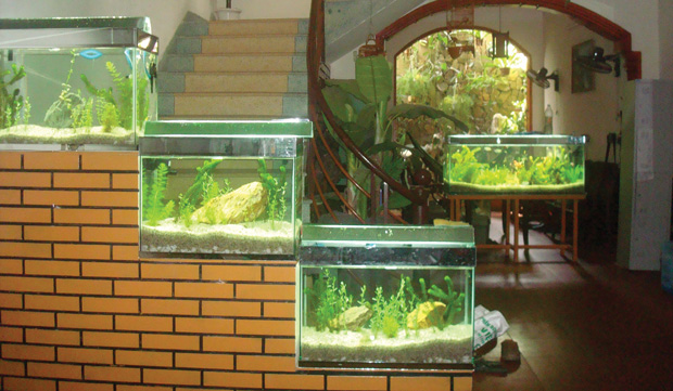 Bể c&aacute; cảnh ph&ograve;ng thủy hứa hẹn sẽ mang tới nhiều t&agrave;i lộc cho gia chủ