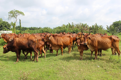 m&egrave;o vạc, h&agrave; giang, bệnh than. thịt gia s&uacute;c