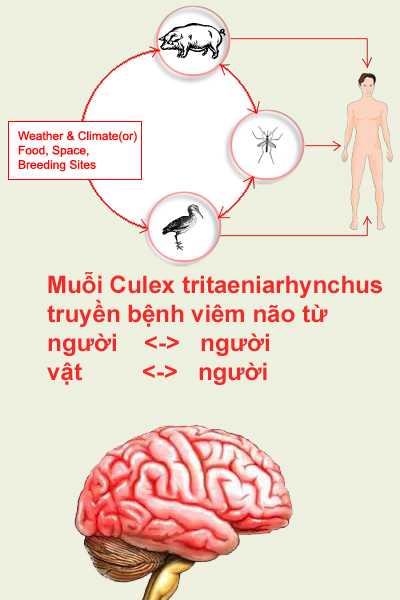 Bệnh vi&ecirc;m n&atilde;o v&agrave; c&aacute;ch nhận biết