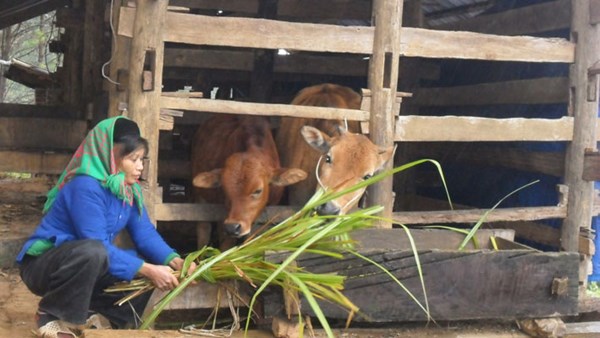 Diễn biến bệnh than t&aacute;i xuất hiện trong những ng&agrave;y qua