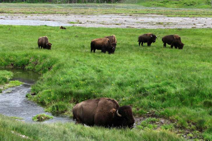 Kh&aacute;ch thăm quan buộc phải tr&aacute;nh xa b&ograve; rừng tại C&ocirc;ng vi&ecirc;n quốc gia Yellowstone &iacute;t nhất 23m