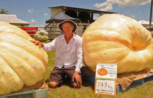 Quả b&iacute; ng&ocirc; khổng lồ nặng 743 kg tại Australia v&agrave; New Zealand