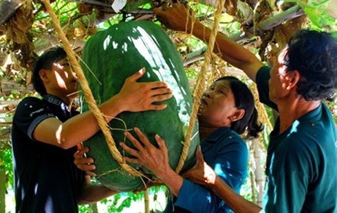 L&agrave;ng Ch&aacute;nh Trạch, x&atilde; Mỹ Thọ, huyện Ph&ugrave; Mỹ (B&igrave;nh Định) l&agrave; nơi duy nhất cho tới nay trồng được loại n&ocirc;ng sản đặc hữu l&agrave; b&iacute; đao &ldquo;khổng lồ&rdquo;. 