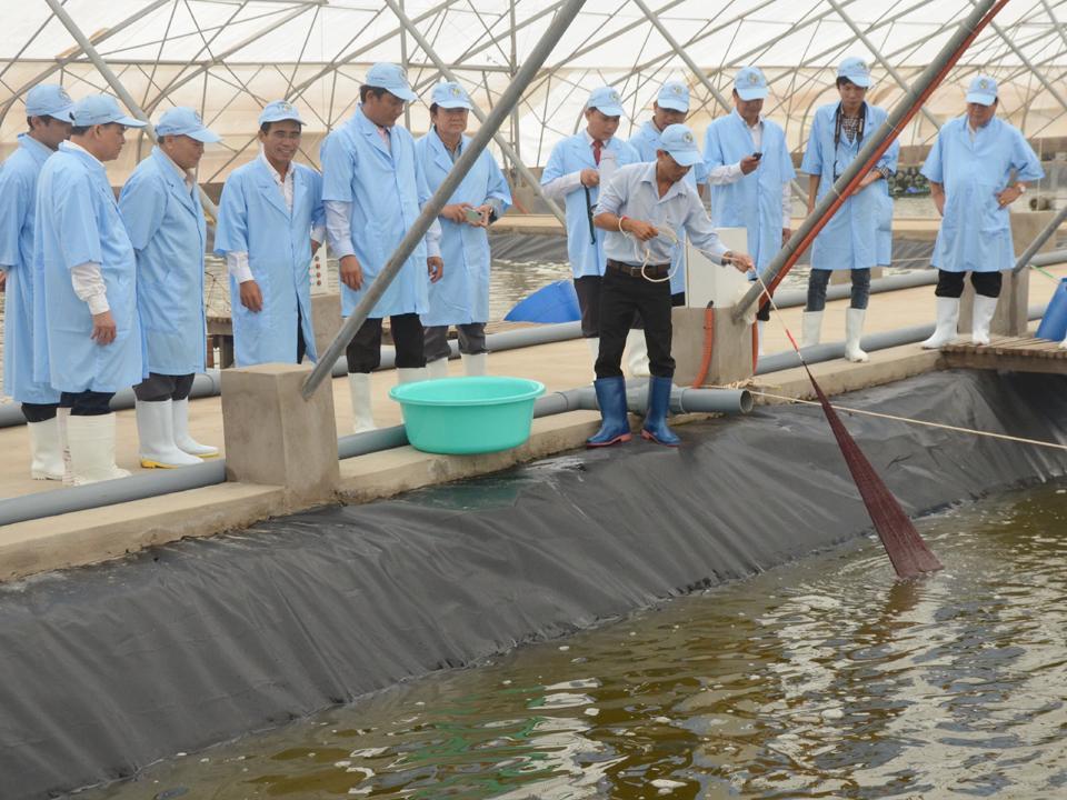 Việc ứng dụng c&ocirc;ng nghệ cao đ&atilde; gi&uacute;p năng suất chất lượng t&ocirc;m thương phẩm ở B&igrave;nh Định được kh&ocirc;ng ngừng n&acirc;ng cao