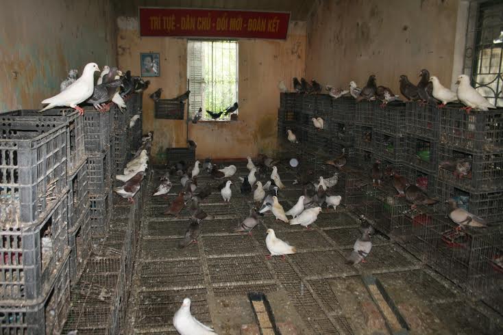 Chuồng trại được thiết kế khoa học, sạch sẽ khiến cho chim bồ c&acirc;u khỏe mạnh, kh&ocirc;ng bệnh tật đảm bảo thị tươi ngon