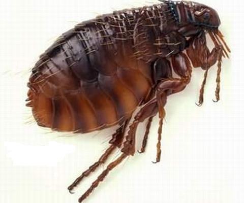 Bọ ch&eacute;t c&oacute; thể g&acirc;y bệnh dịch hạch