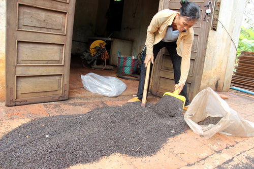 Loài c&ocirc;n trùng như bọ đ&acirc;̣u đen kh&ocirc;ng g&acirc;y hại nhưng g&acirc;y phi&ecirc;̀n toái