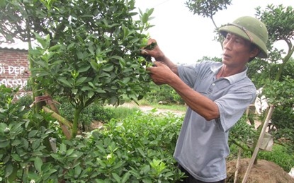 Kỹ thuật trồng c&acirc;y quất cảnh