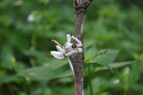 Các loài côn trùng thường bị thu hút bởi khả năng ngụy trang tài tình của loài này gồm ong, bướm, sâu và một số loài côn trùng thụ phấn cho hoa khác. Thức ăn yêu thích của bọ ngựa là loài bướm