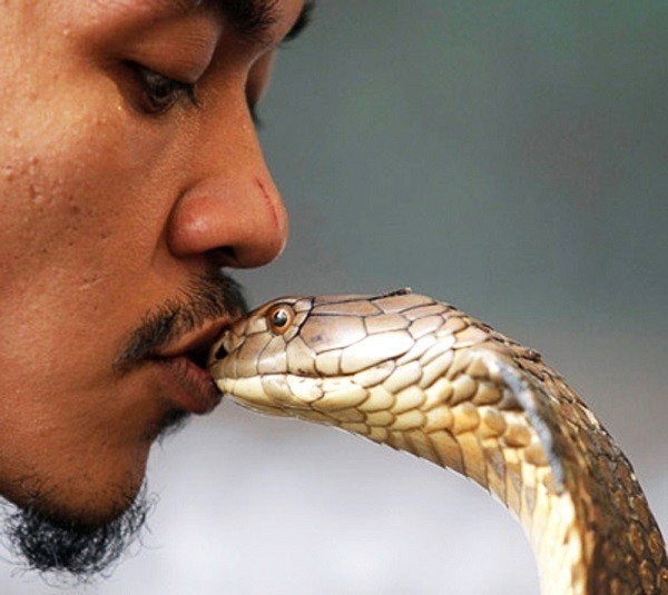 Họ phải l&agrave;m quen, sống v&agrave; học th&ocirc;i mi&ecirc;n rắn tại một ng&ocirc;i trường đặc biệt từ năm 2 tuổi