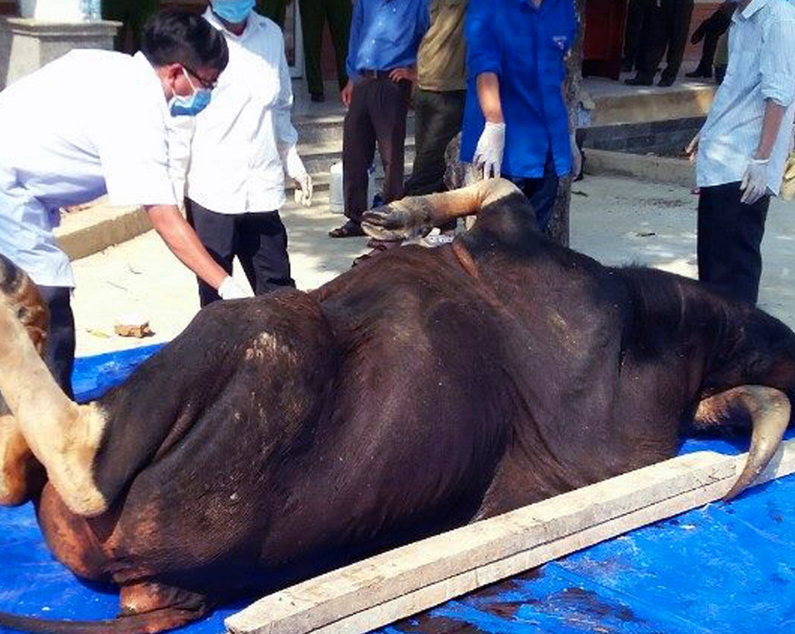 c&aacute; thể b&ograve; t&oacute;t chết trong khu bảo tồn ở Đồng Nai