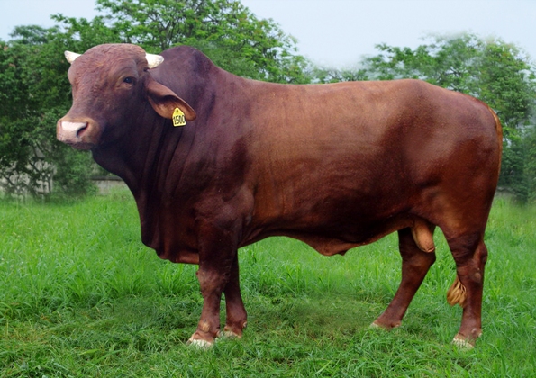 b&ograve; giống