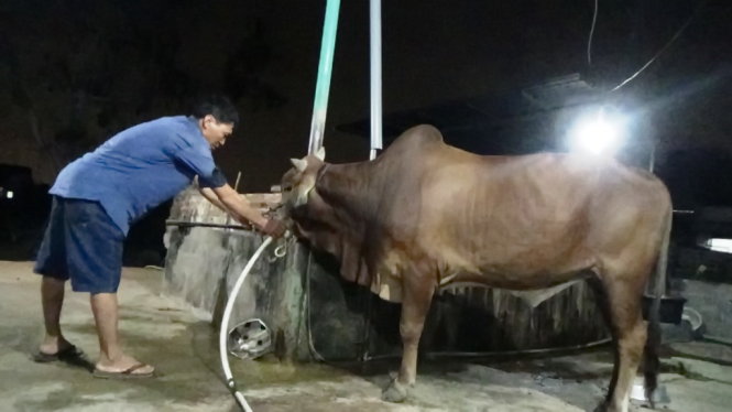 lượng nước bơm v&agrave;o khoảng 10 l&iacute;t với mục đ&iacute;ch tăng trọng v&agrave; dễ giết mổ. Ảnh: Tuổi Trẻ