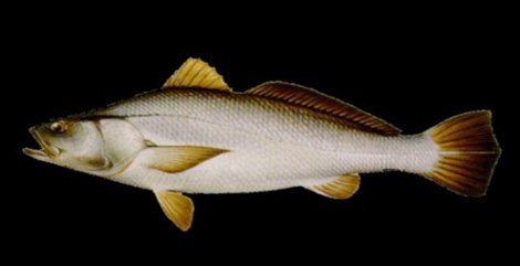 C&aacute; totoaba