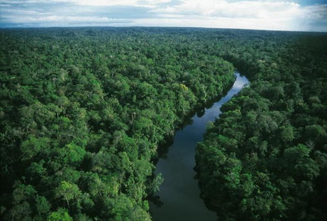 brazil-khoi-dong-du-an-trong-them-73-trieu-cay-tai-khu-vuc-rung-amazon